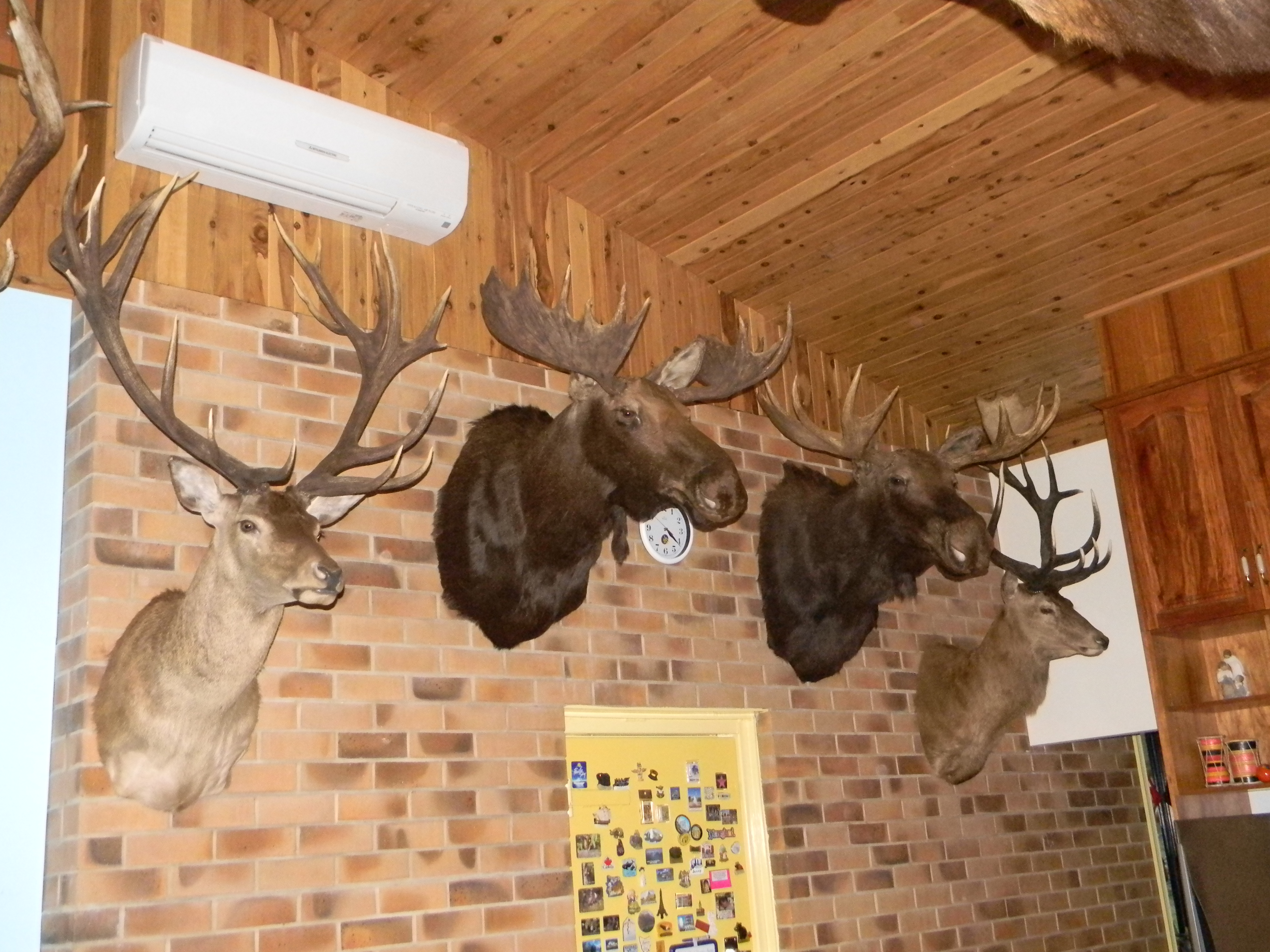 s and s taxidermy